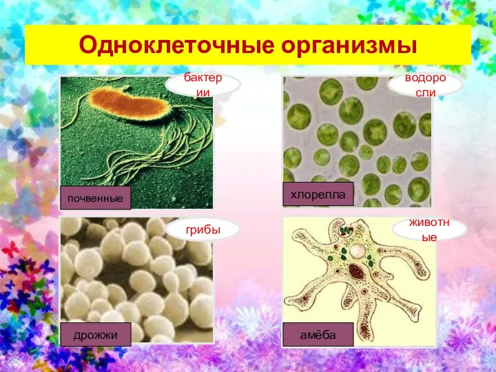 Одноклеточные организмы бактерии грибы водоросли животные почвенные дрожжи хлорелла амёба