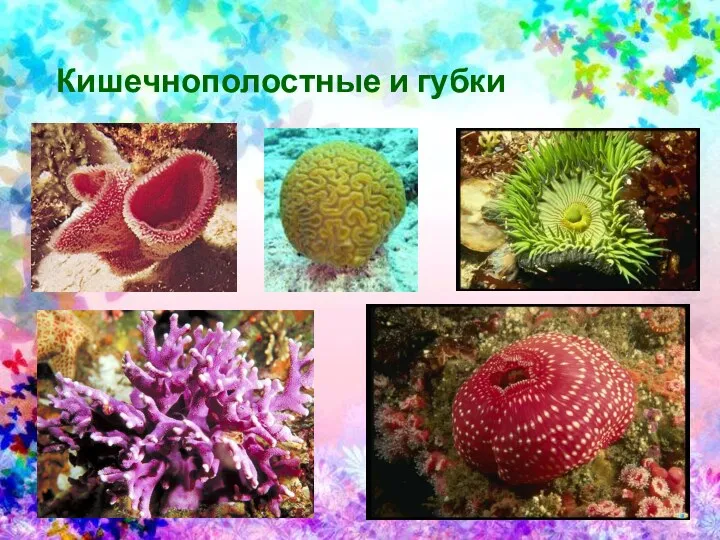 Кишечнополостные и губки