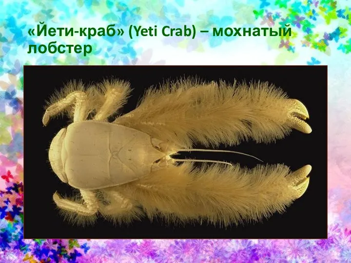 «Йети-краб» (Yeti Crab) – мохнатый лобстер