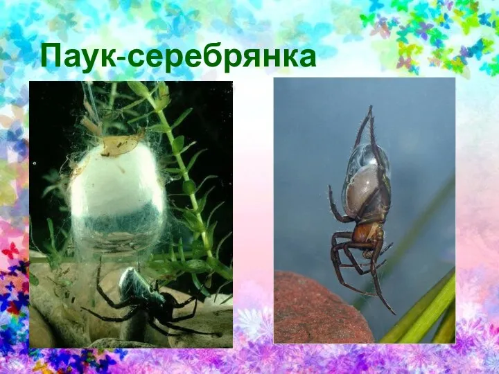 Паук-серебрянка