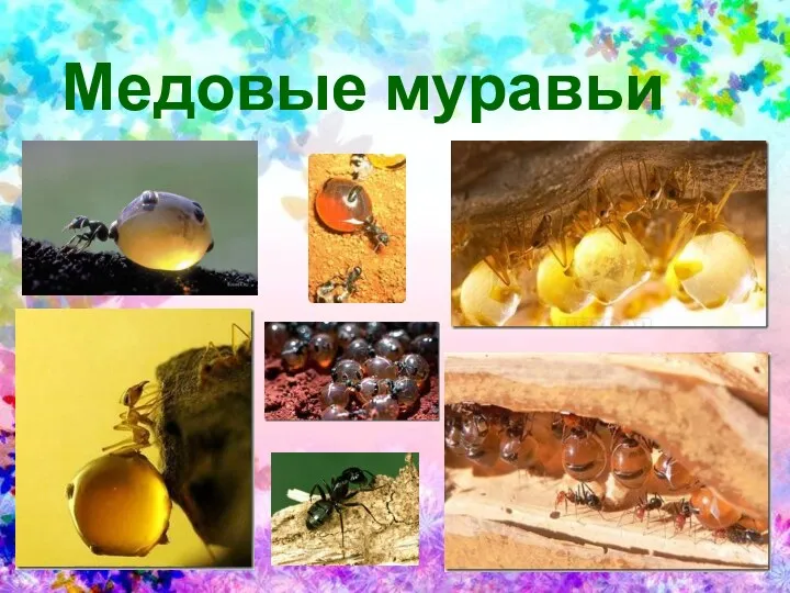 Медовые муравьи