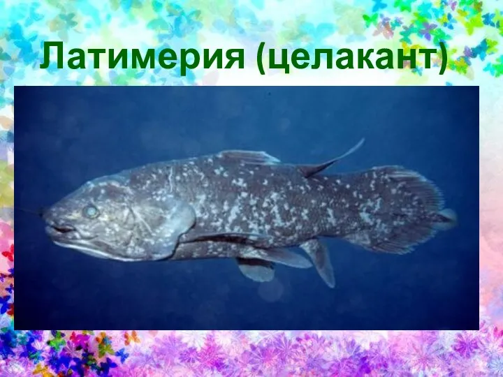 Латимерия (целакант)