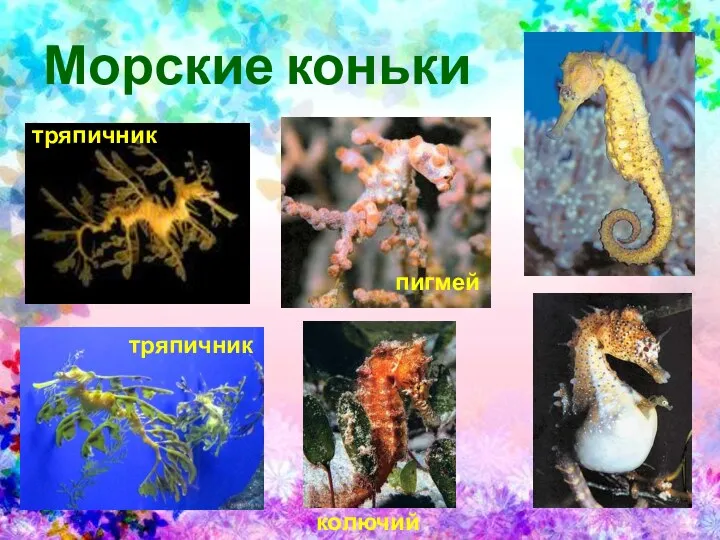 Морские коньки тряпичник тряпичник пигмей колючий