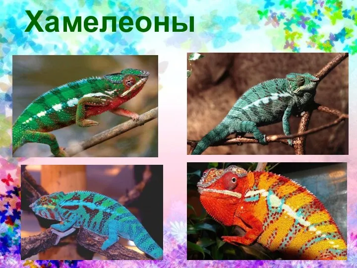 Хамелеоны