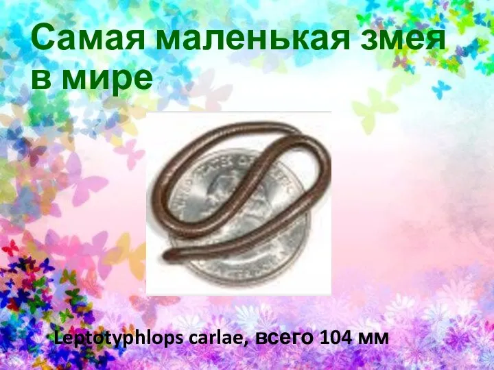 Самая маленькая змея в мире Leptotyphlops carlae, всего 104 мм