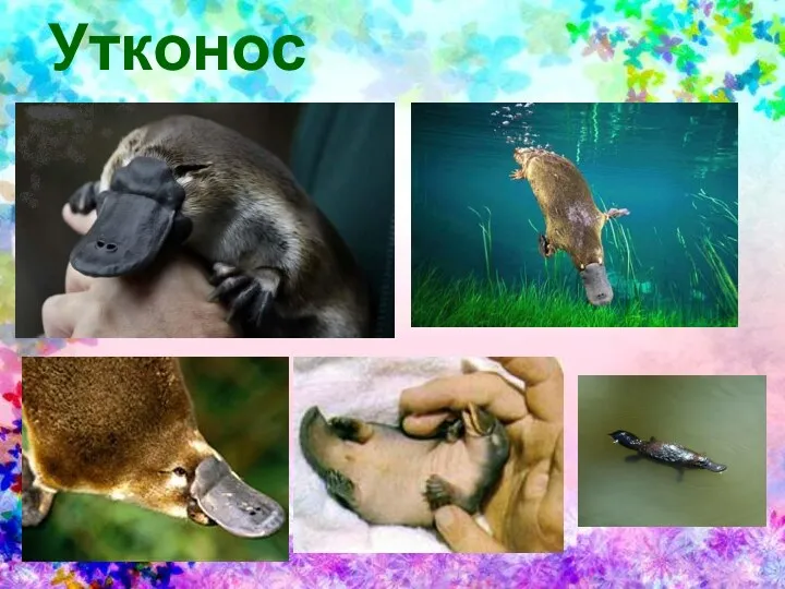 Утконос