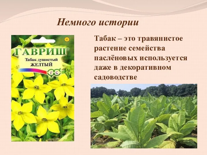 Немного истории Табак – это травянистое растение семейства паслёновых используется даже в декоративном садоводстве