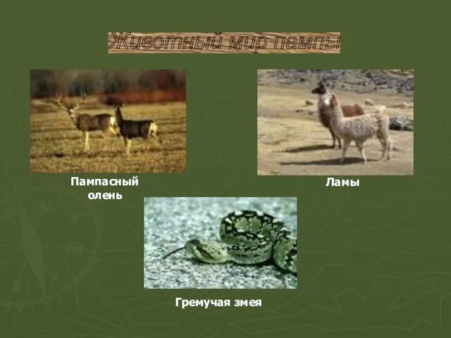 Пампасный олень Гремучая змея Ламы Животный мир пампы