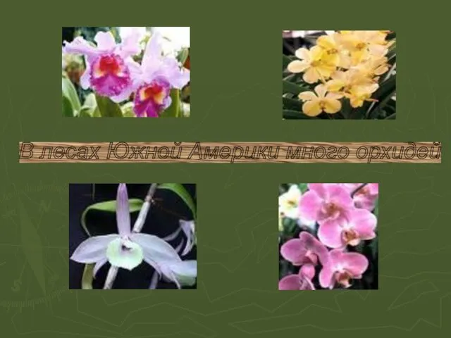 В лесах Южной Америки много орхидей