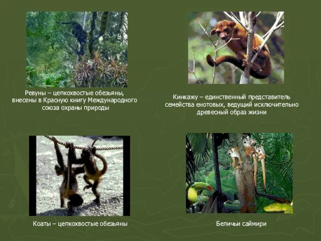 Ревуны – цепкохвостые обезьяны, внесены в Красную книгу Международного союза