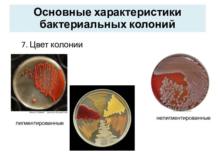 7. Цвет колонии Основные характеристики бактериальных колоний пигментированные непигментированные