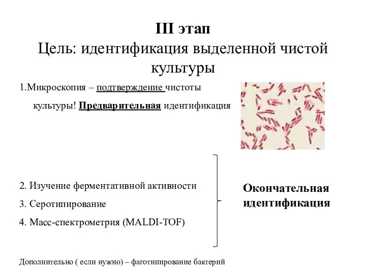 III этап Цель: идентификация выделенной чистой культуры 1.Микроскопия – подтверждение