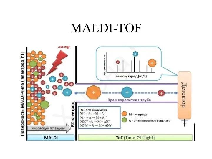 MALDI-TOF