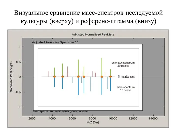 Визуальное сравнение масс-спектров исследуемой культуры (вверху) и референс-штамма (внизу)