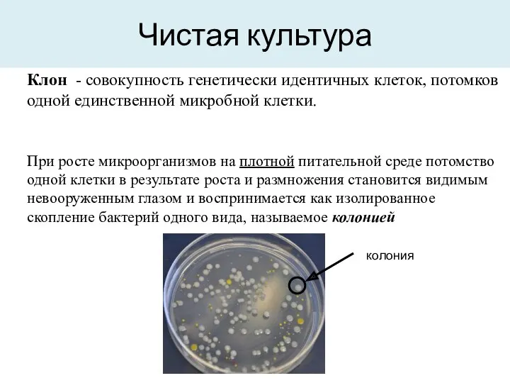 Чистая культура Клон - совокупность генетически идентичных клеток, потомков одной