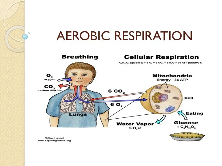 Aerobic respiration