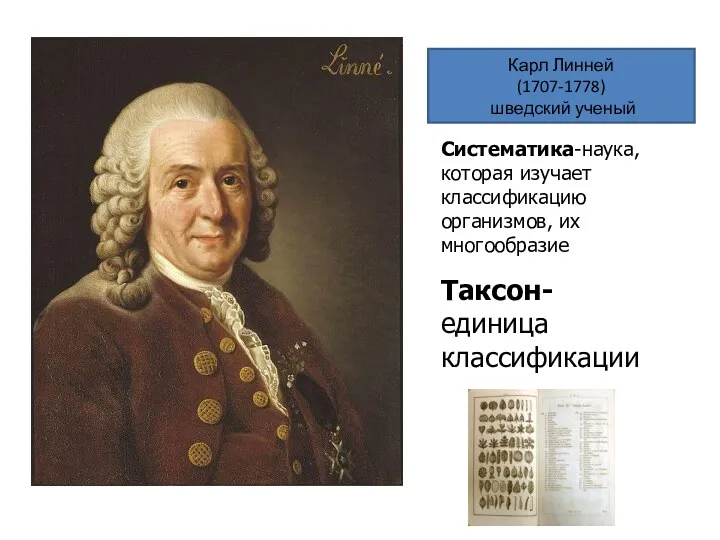 Карл Линней (1707-1778) шведский ученый Систематика-наука, которая изучает классификацию организмов, их многообразие Таксон- единица классификации