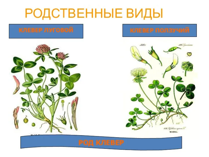 РОДСТВЕННЫЕ ВИДЫ КЛЕВЕР ЛУГОВОЙ КЛЕВЕР ПОЛЗУЧИЙ РОД КЛЕВЕР