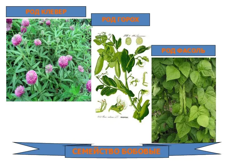 РОД КЛЕВЕР РОД ГОРОХ РОД ФАСОЛЬ СЕМЕЙСТВО БОБОВЫЕ