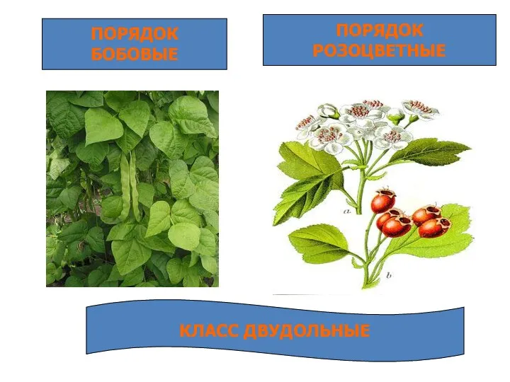 ПОРЯДОК БОБОВЫЕ ПОРЯДОК РОЗОЦВЕТНЫЕ КЛАСС ДВУДОЛЬНЫЕ