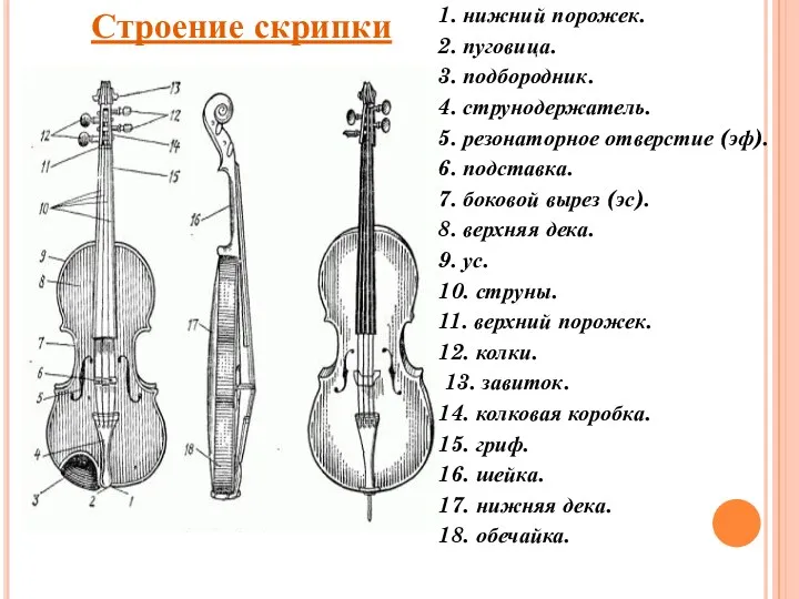 1. нижний порожек. 2. пуговица. 3. подбородник. 4. струнодержатель. 5.