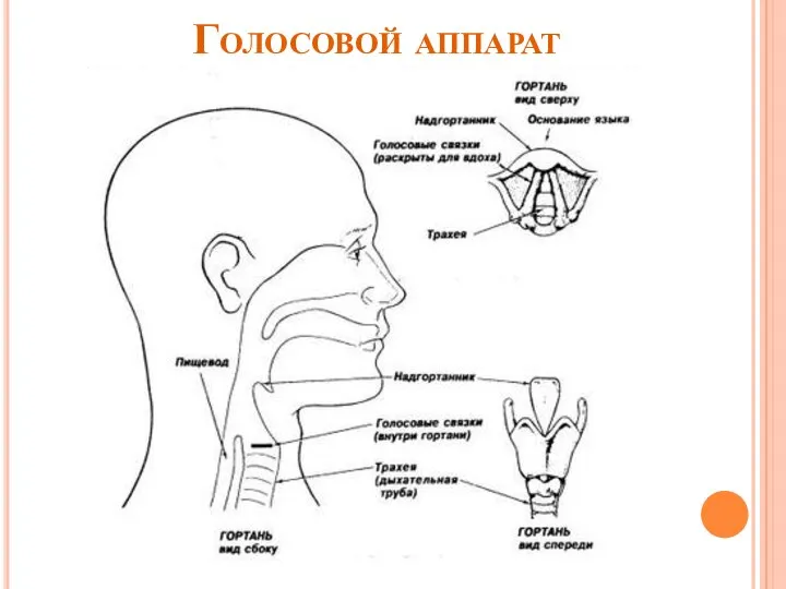 Голосовой аппарат