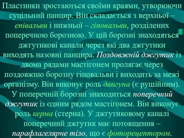 Пластинки зростаються своїми краями, утворюючи суцільний панцир. Він складається з