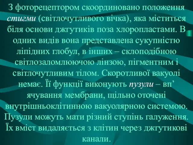 З фоторецептором скоординовано положення стигми (світлочутливого вічка), яка міститься біля