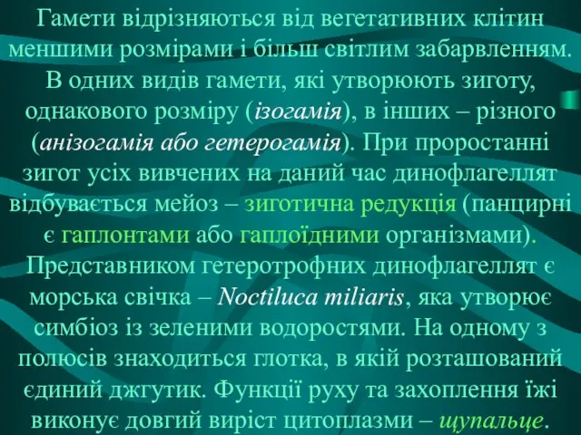 Гамети відрізняються від вегетативних клітин меншими розмірами і більш світлим