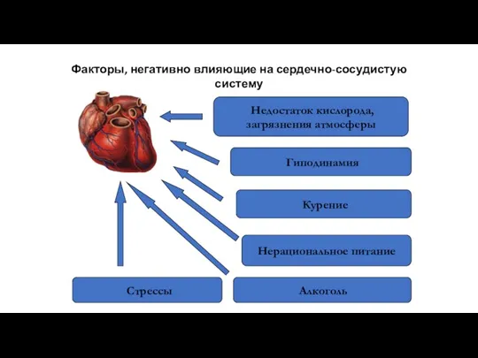 Гиподинамия Алкоголь Курение Нерациональное питание Недостаток кислорода, загрязнения атмосферы Стрессы Факторы, негативно влияющие на сердечно-сосудистую систему