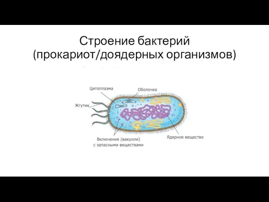 Строение бактерий (прокариот/доядерных организмов)