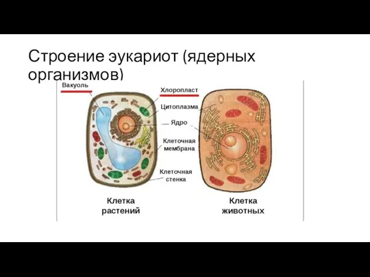 Строение эукариот (ядерных организмов)
