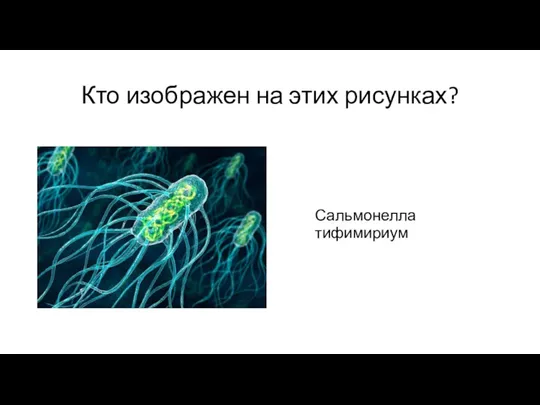 Кто изображен на этих рисунках? Сальмонелла тифимириум