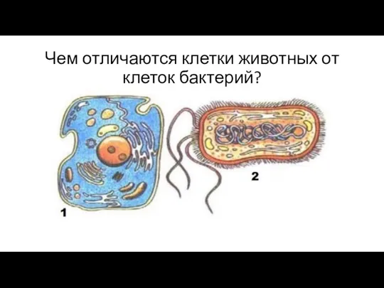 Чем отличаются клетки животных от клеток бактерий?