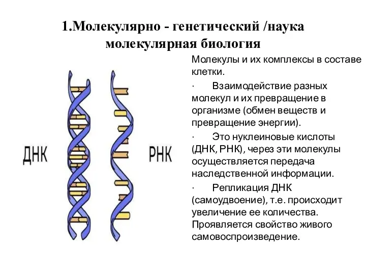 1.Молекулярно - генетический /наука молекулярная биология Молекулы и их комплексы