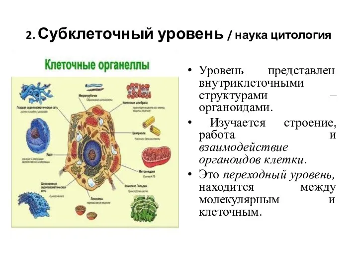 2. Субклеточный уровень / наука цитология Уровень представлен внутриклеточными структурами