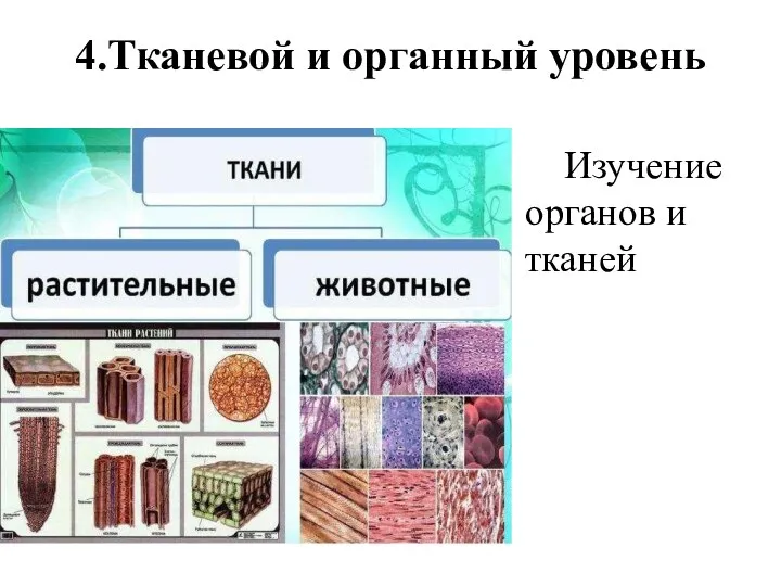 4.Тканевой и органный уровень Изучение органов и тканей