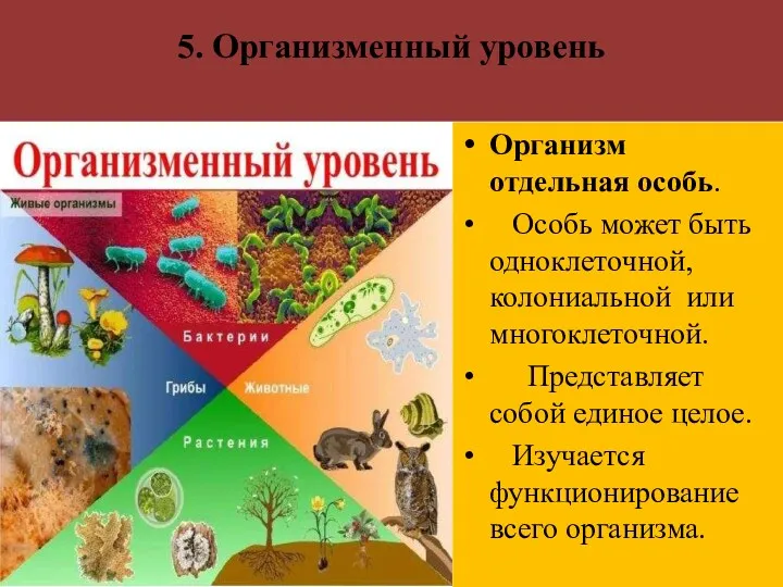 5. Организменный уровень Организм отдельная особь. Особь может быть одноклеточной,