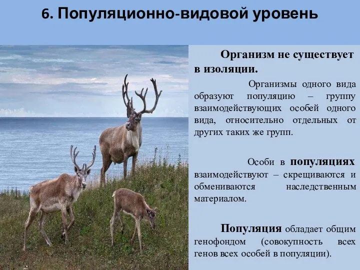 6. Популяционно-видовой уровень Организм не существует в изоляции. Организмы одного