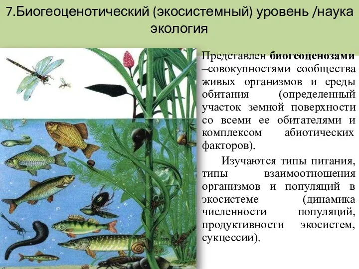 7.Биогеоценотический (экосистемный) уровень /наука экология Представлен биогеоценозами –совокупностями сообщества живых