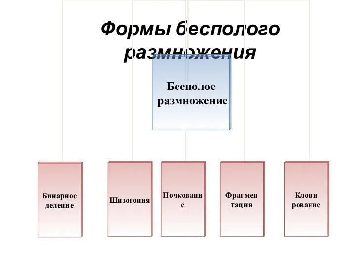 Формы бесполого размножения