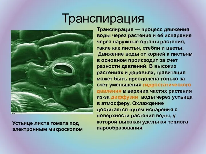 Транспирация Транспирация — процесс движения воды через растение и её