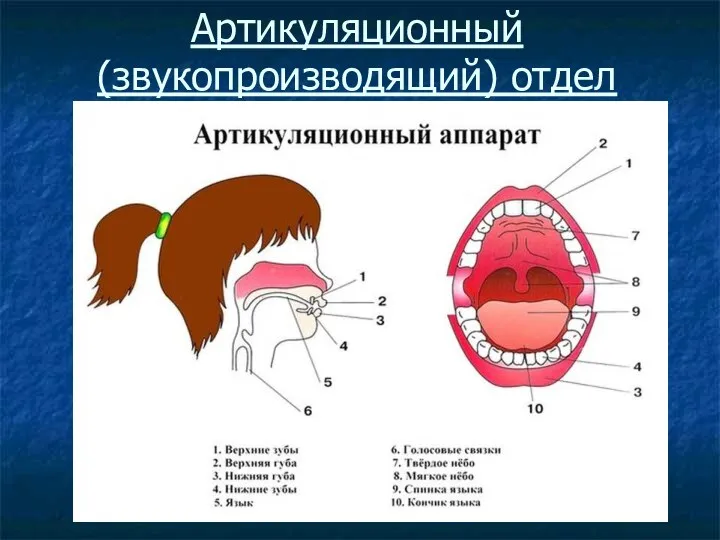 Артикуляционный (звукопроизводящий) отдел