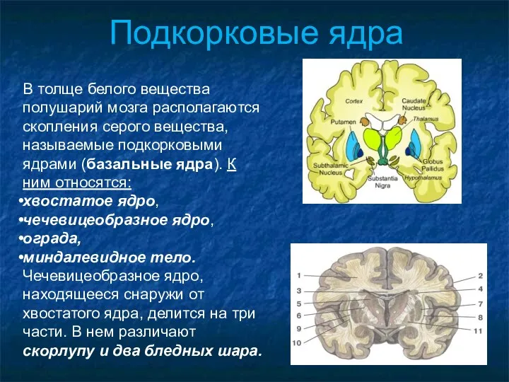 Подкорковые ядра В толще белого вещества полушарий мозга располагаются скопления