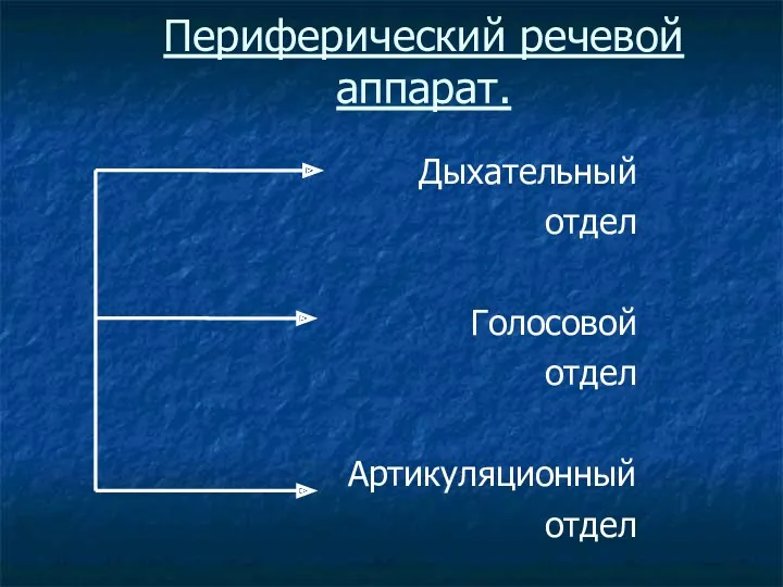 Периферический речевой аппарат. Дыхательный отдел Голосовой отдел Артикуляционный отдел