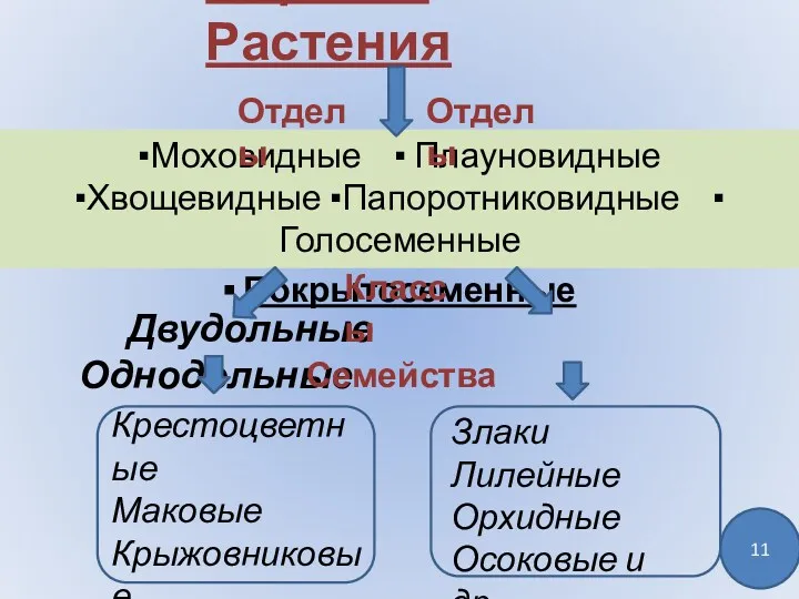 Царство Растения Двудольные Однодольные ▪Моховидные ▪ Плауновидные ▪Хвощевидные ▪Папоротниковидные ▪