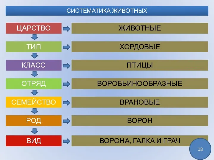 СИСТЕМАТИКА ЖИВОТНЫХ ЦАРСТВО ТИП КЛАСС ОТРЯД СЕМЕЙСТВО РОД ВИД ЖИВОТНЫЕ