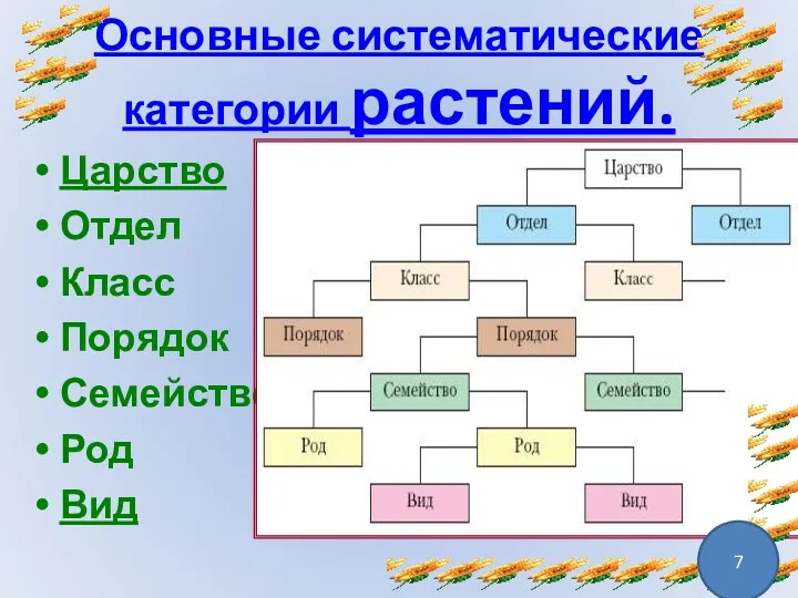 Основные систематические категории растений. Царство Отдел Класс Порядок Семейство Род Вид 7