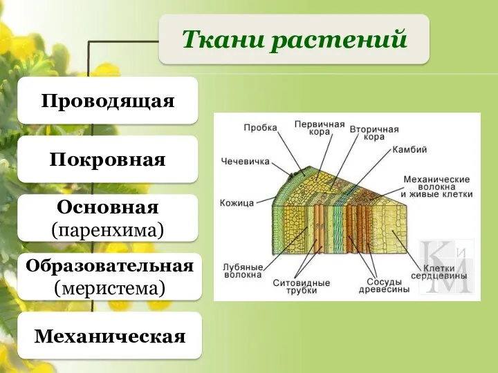 Ткани растений Проводящая Покровная Основная (паренхима) Образовательная (меристема) Механическая