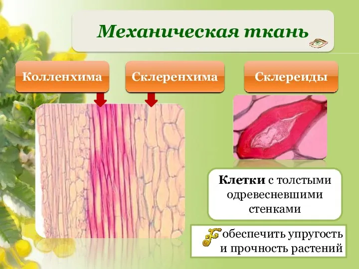 Механическая ткань Склереиды обеспечить упругость и прочность растений Клетки с толстыми одревесневшими стенками Склеренхима Колленхима